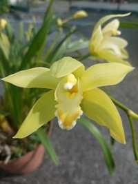 Orquídea verde lima