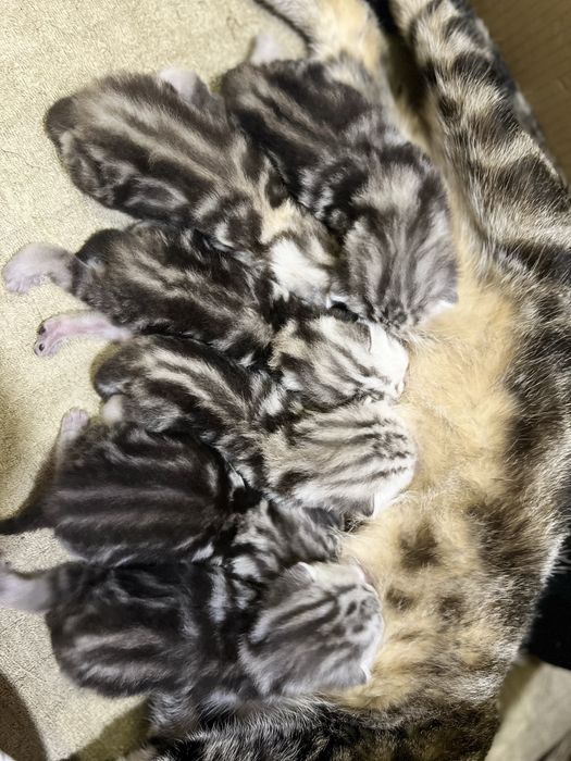 Шотландські малюки