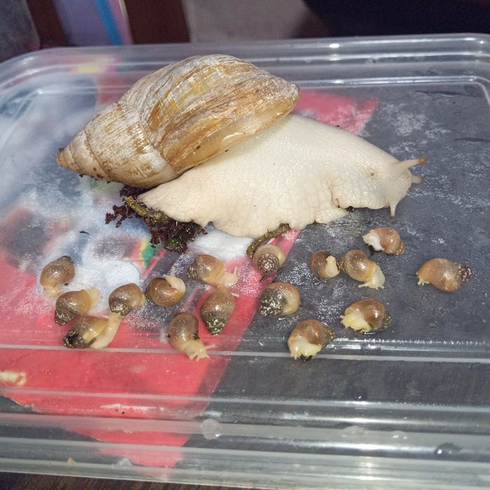 Улитки ахатины, детки.