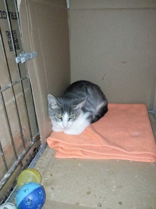 Gata bebé para adoção consciente