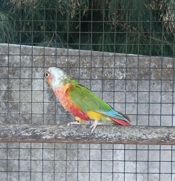 Vendo pela melhor oferta