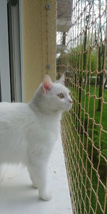 Montaż siatki na balkon okno dla ochrony kota i przeciw gołębiom