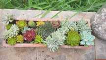 Suculentas para Decorar a sua Casa