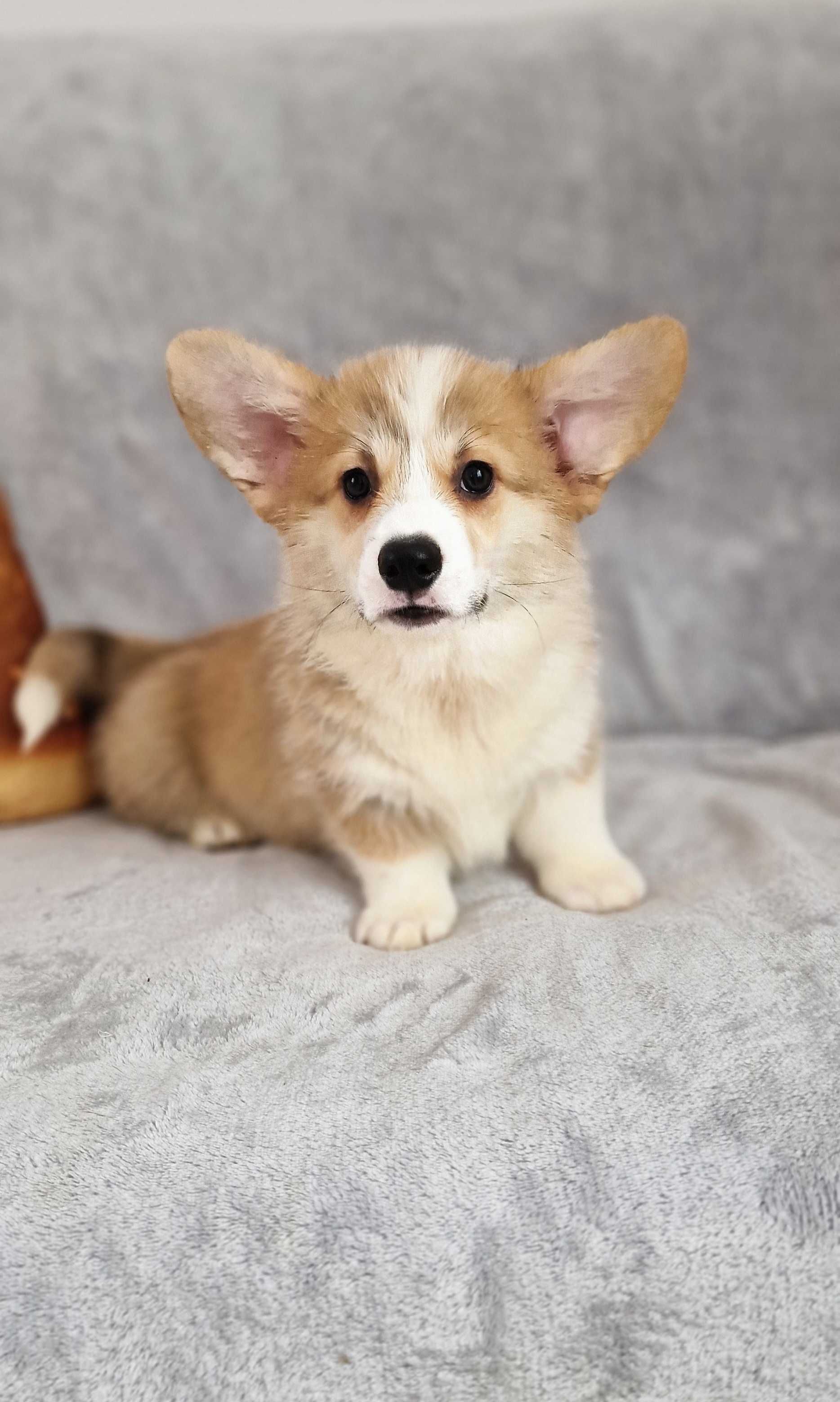 Welsh Corgi Pembroke
