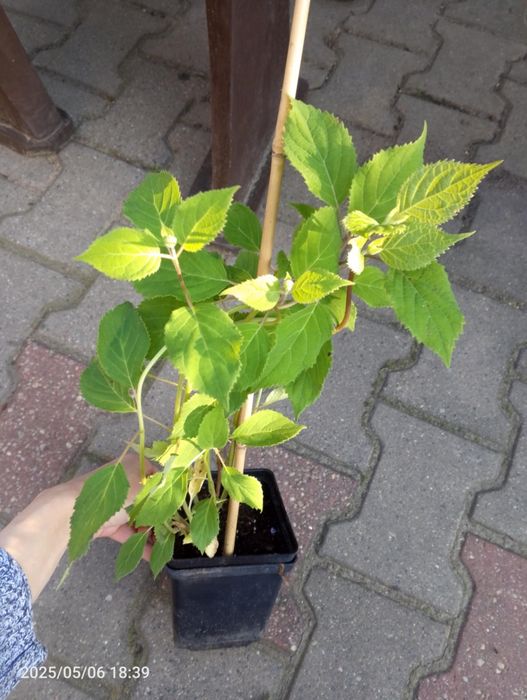 Hortensja Pink Anabelle