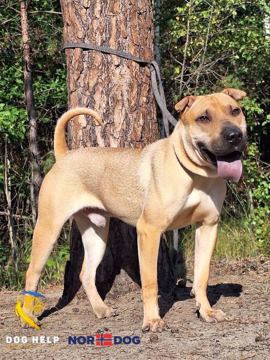 Мікс шарпея та пітбуля Санні шукає дім!