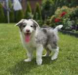 Border collie blue merle