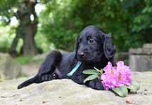 Flat Coated Retriever - Czarny samiec, odbiór w połowie czerwca !
