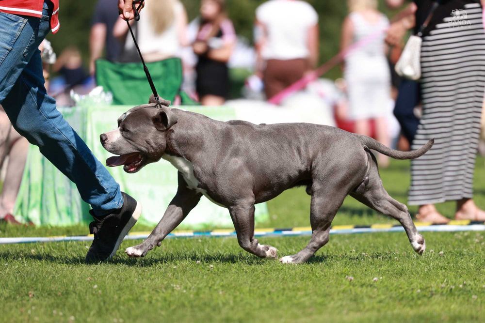 American Staffordshire Terrier ZKwP Amstaff FCI, mocny błękitny samiec