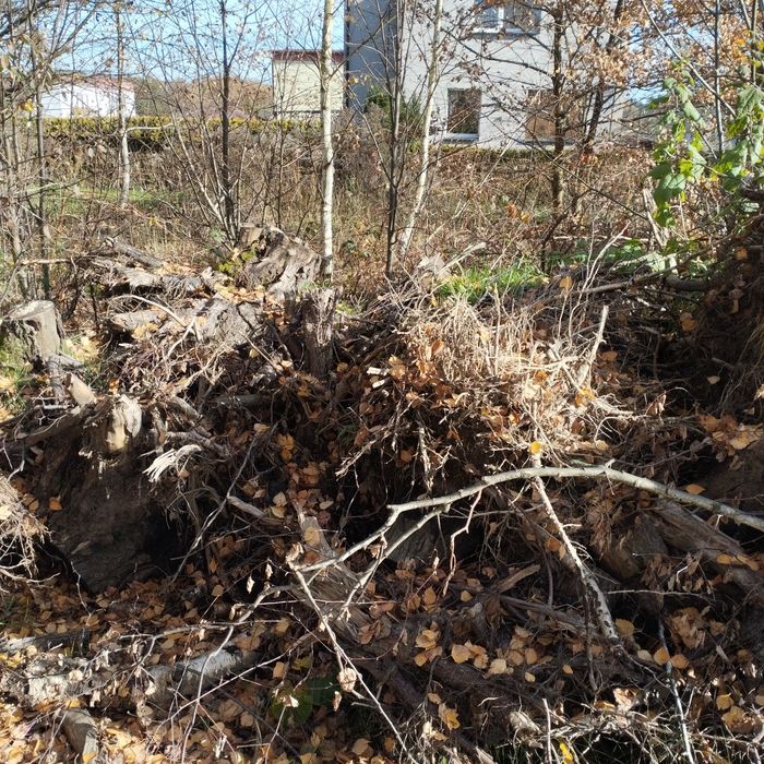 Oddam korzenie za darmo