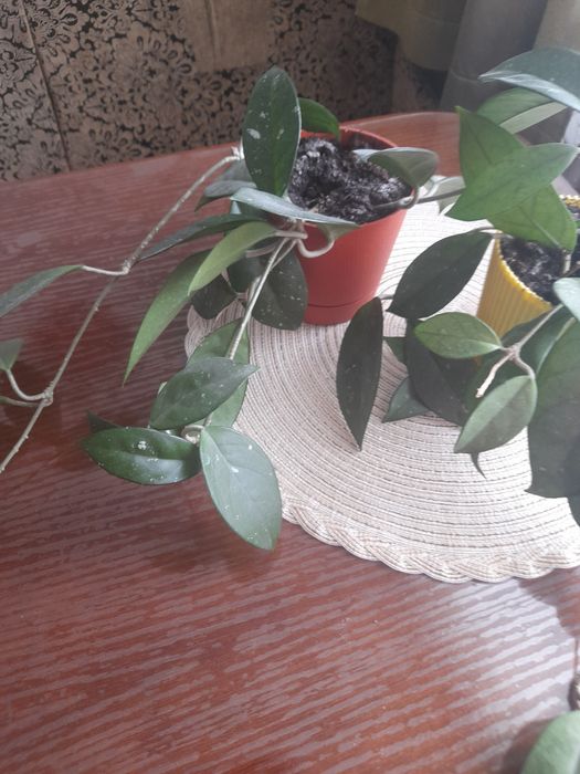 Хойя,хоєчка! Продам