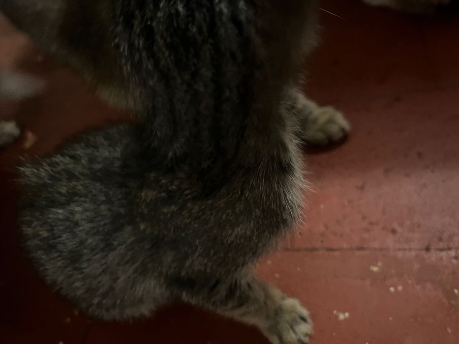 Tenho gatos para quem quiser uma adoção responsável