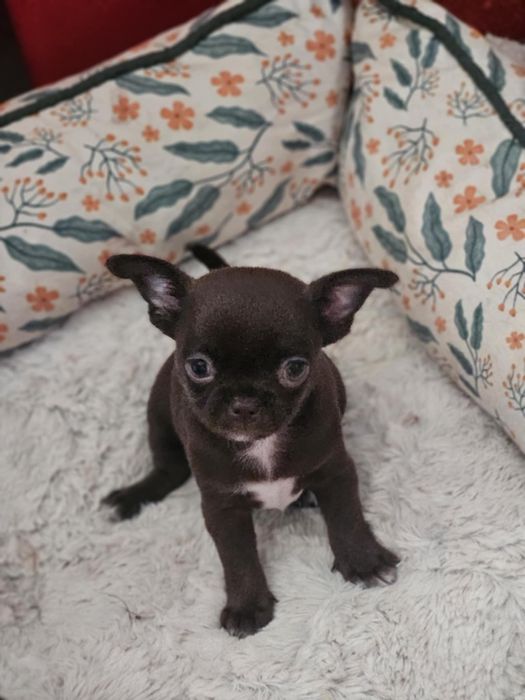 Chihuahua chlopiec jak laleczka mini min czekoladowyi