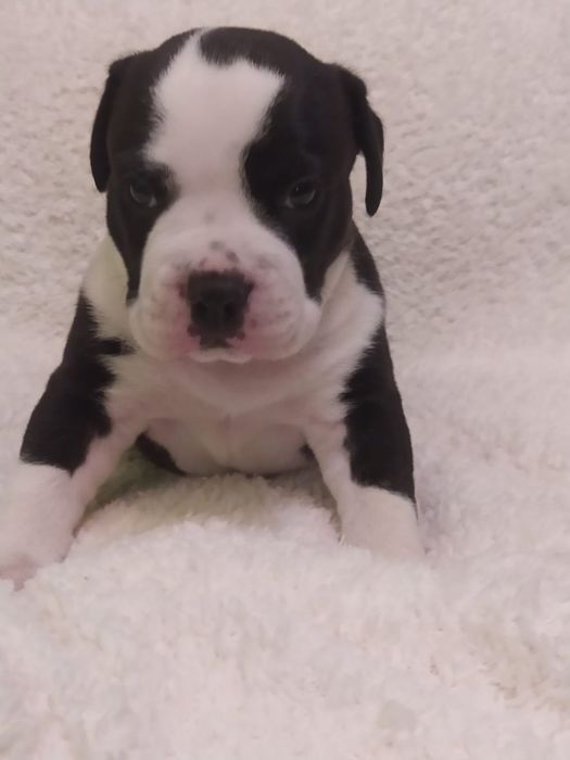 Amstaff piękny piesek ZKWP FCI rodowód