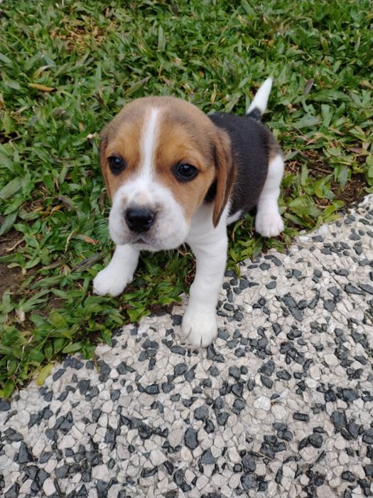 Beagle tricolor!