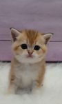 Котик золотої шиншили
