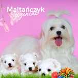 Maltańczyk piesek i suczka