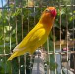 Agapornis - várias mutações