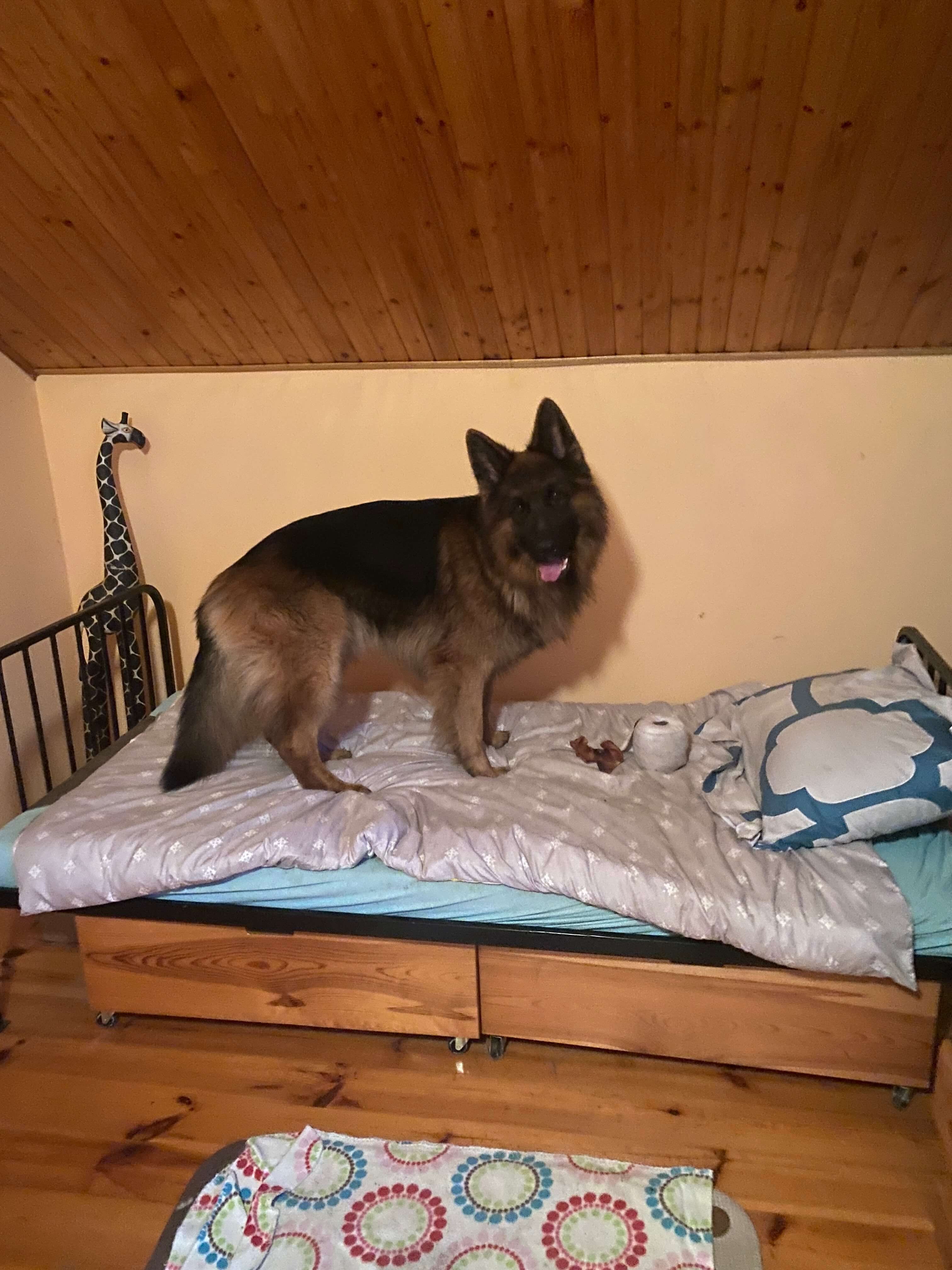 Hotel domowy dla psów i kotów „Przystań nad Wisłą”