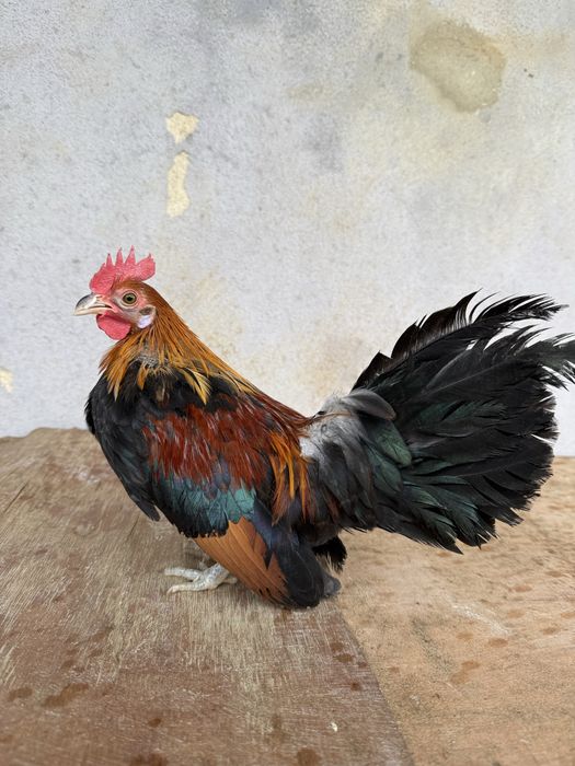 Macho de raça krill