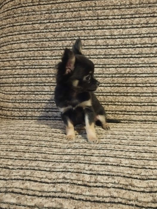 Chihuahua długowłosa suczka