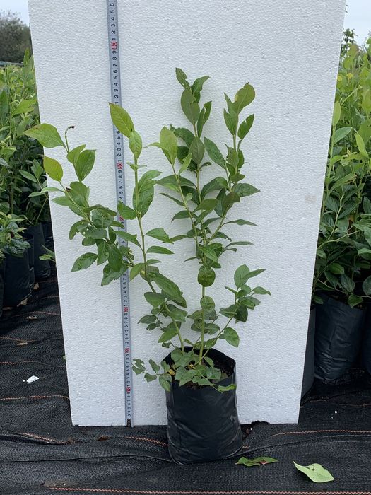 САДЖАНЦІ ЛОХИНИ ОПТОМ (голубика, борувка, чорниця)