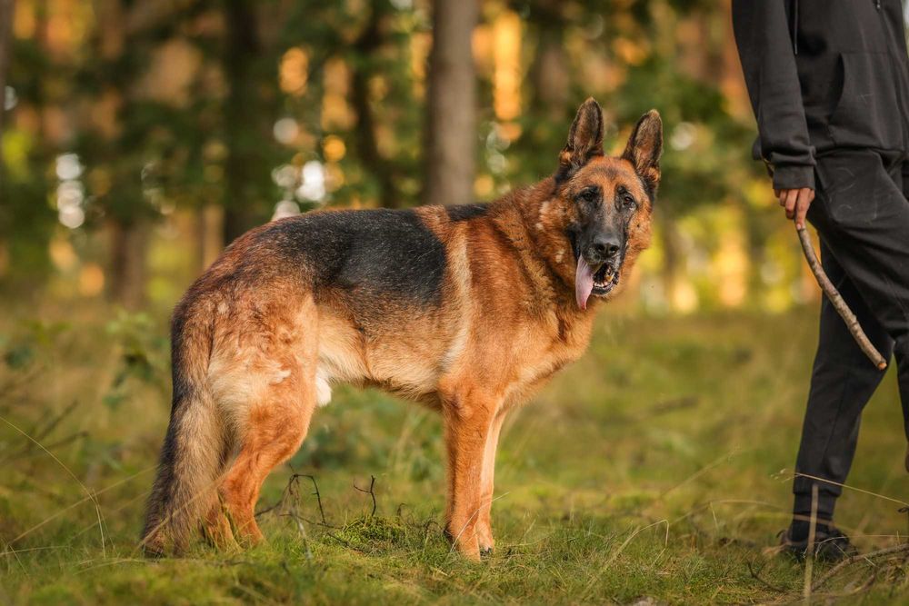 Atos około 5 letni owczarek niemiecki do adopcji z fundacji