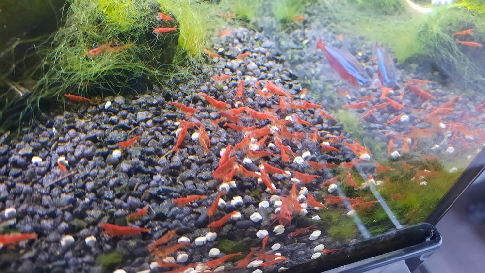 Camaroes Red Cherry