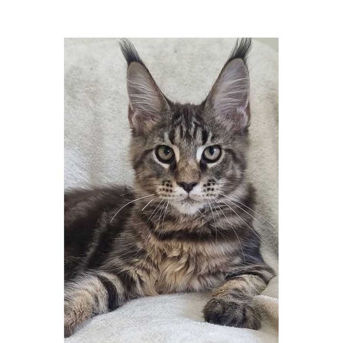 Gatinho Maine Coon