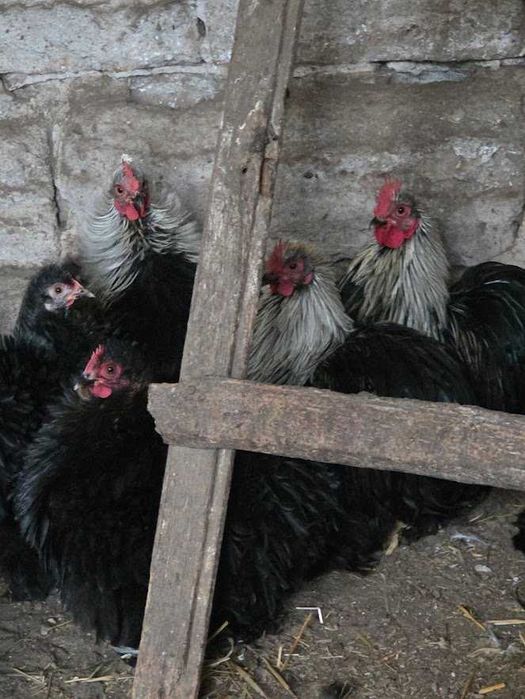 Kochiny miniaturowe młode KOGUTY