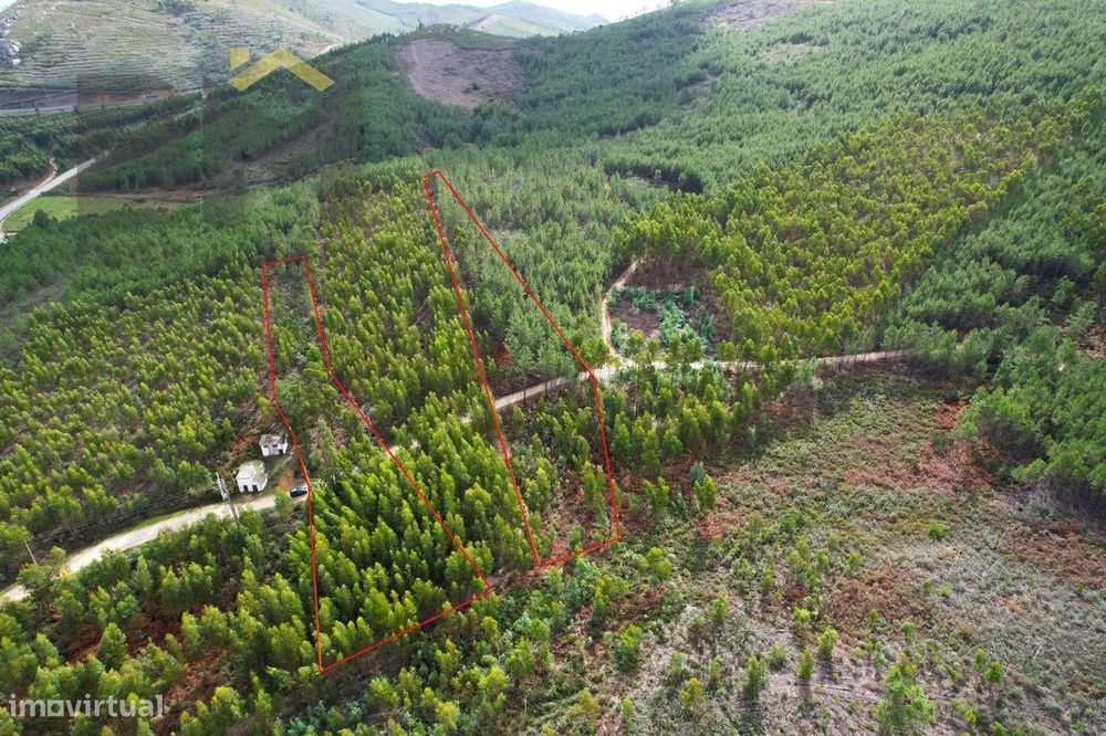 Terreno Rústico  Venda em Vila Velha de Ródão,Vila Velha de Ródão