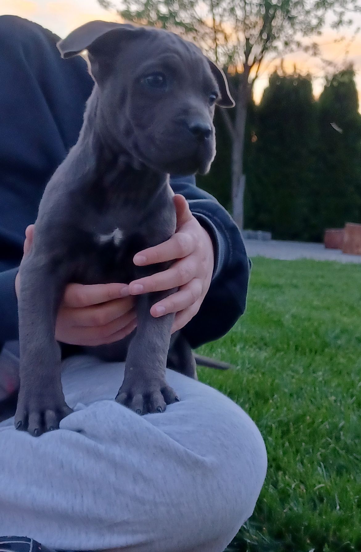 Sprzedam cane corso