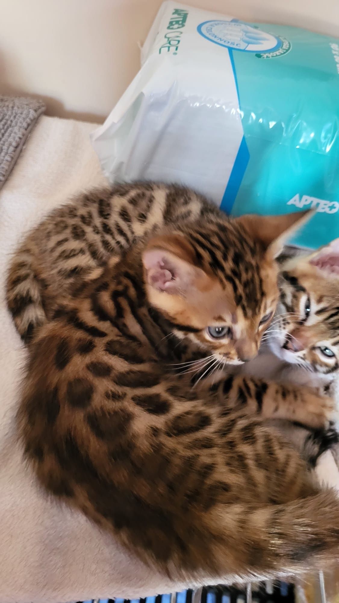 Kot kotki bengal bengalskie TICA