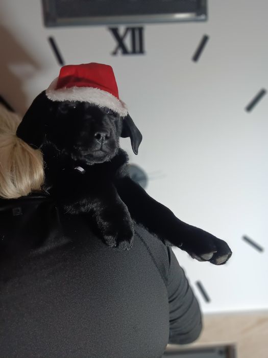 Labrador Retriever szczenie Wspaniałej Budowy Po ojcu pochodzenia FCI