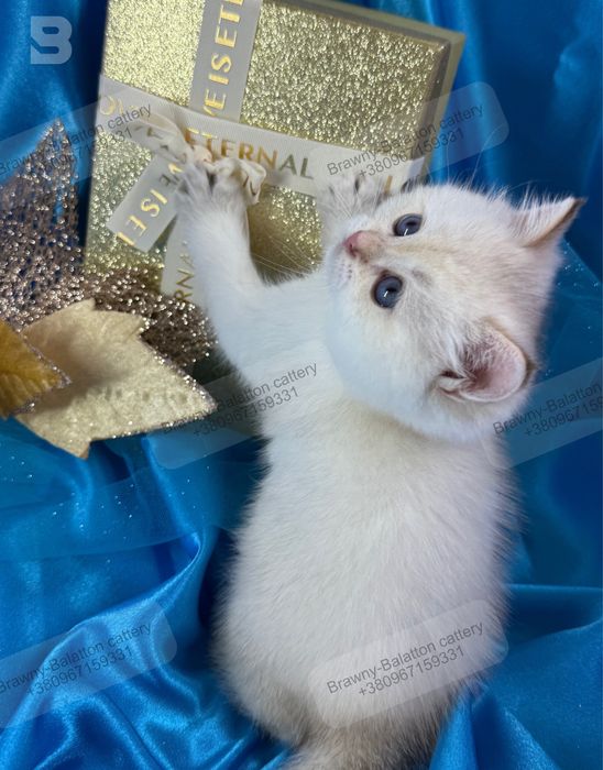 Золота шиншила поинт