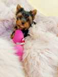 Yorkshire terrier sunia xs