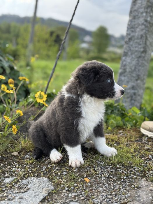 Border Collie Cinza