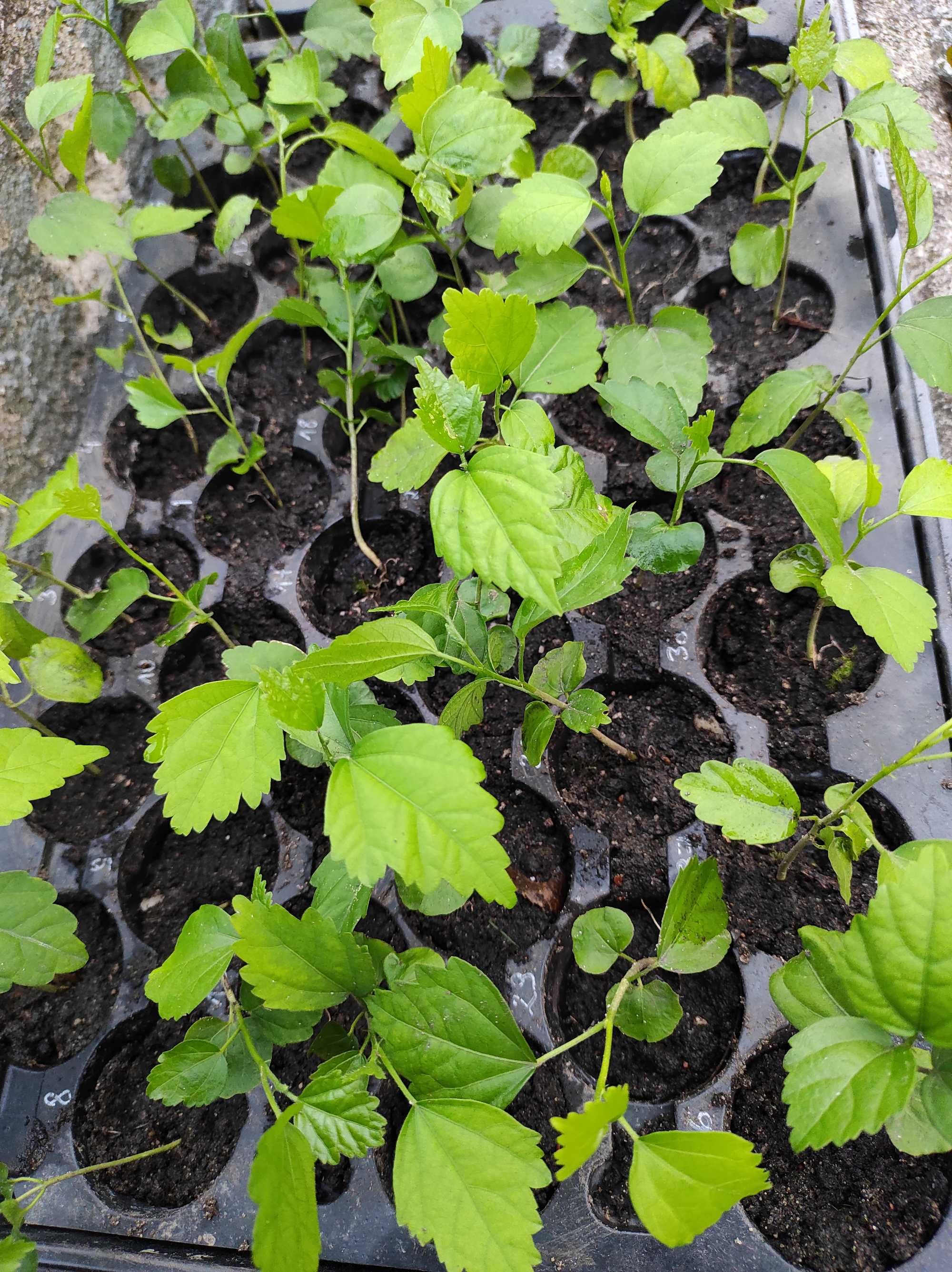 Hibiskus ketmia syryjska mix