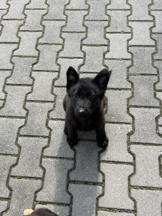 Szczeniak owczarka niemieckiego