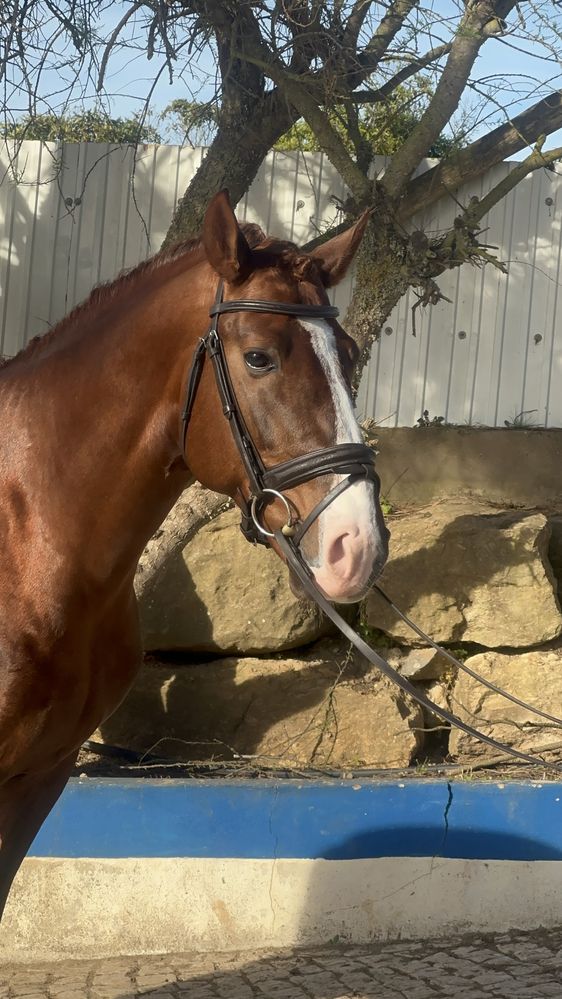 Cavalo Puro Sangue Lusitano, excelente cavalo de confiança.