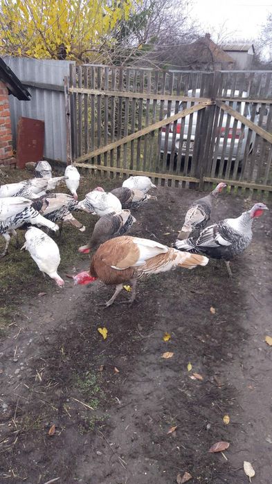 Продам індюків домашніх