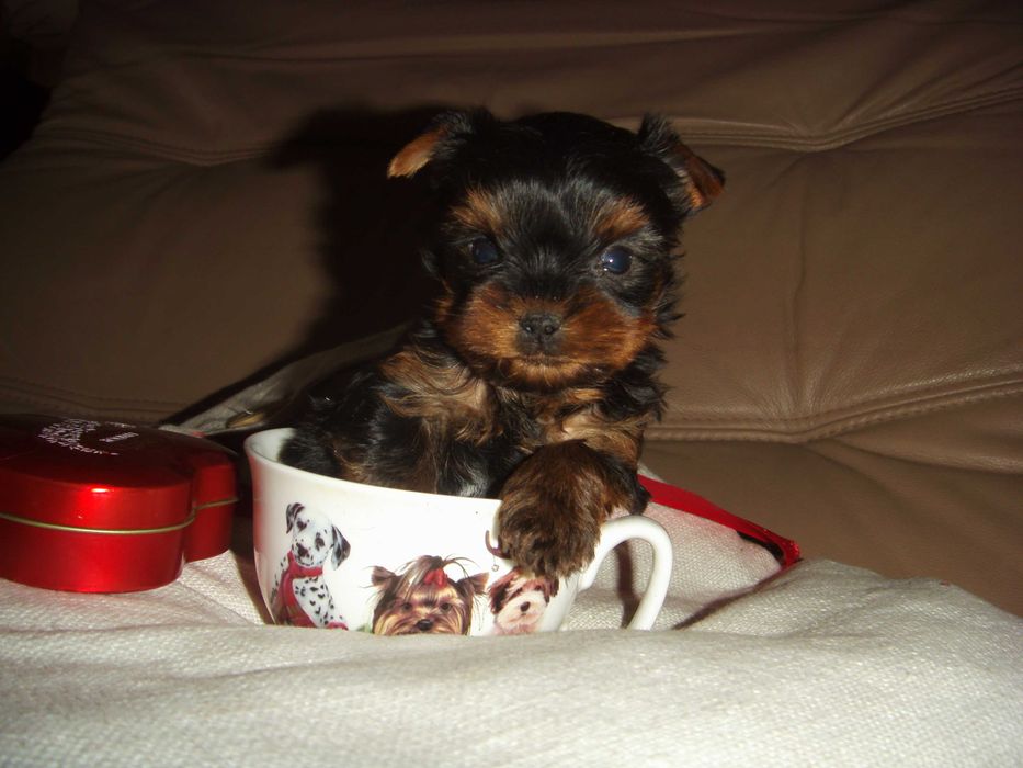 York mini suczka Warszawa yorki