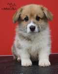 Welsh Corgi Pembroke piesek FCI