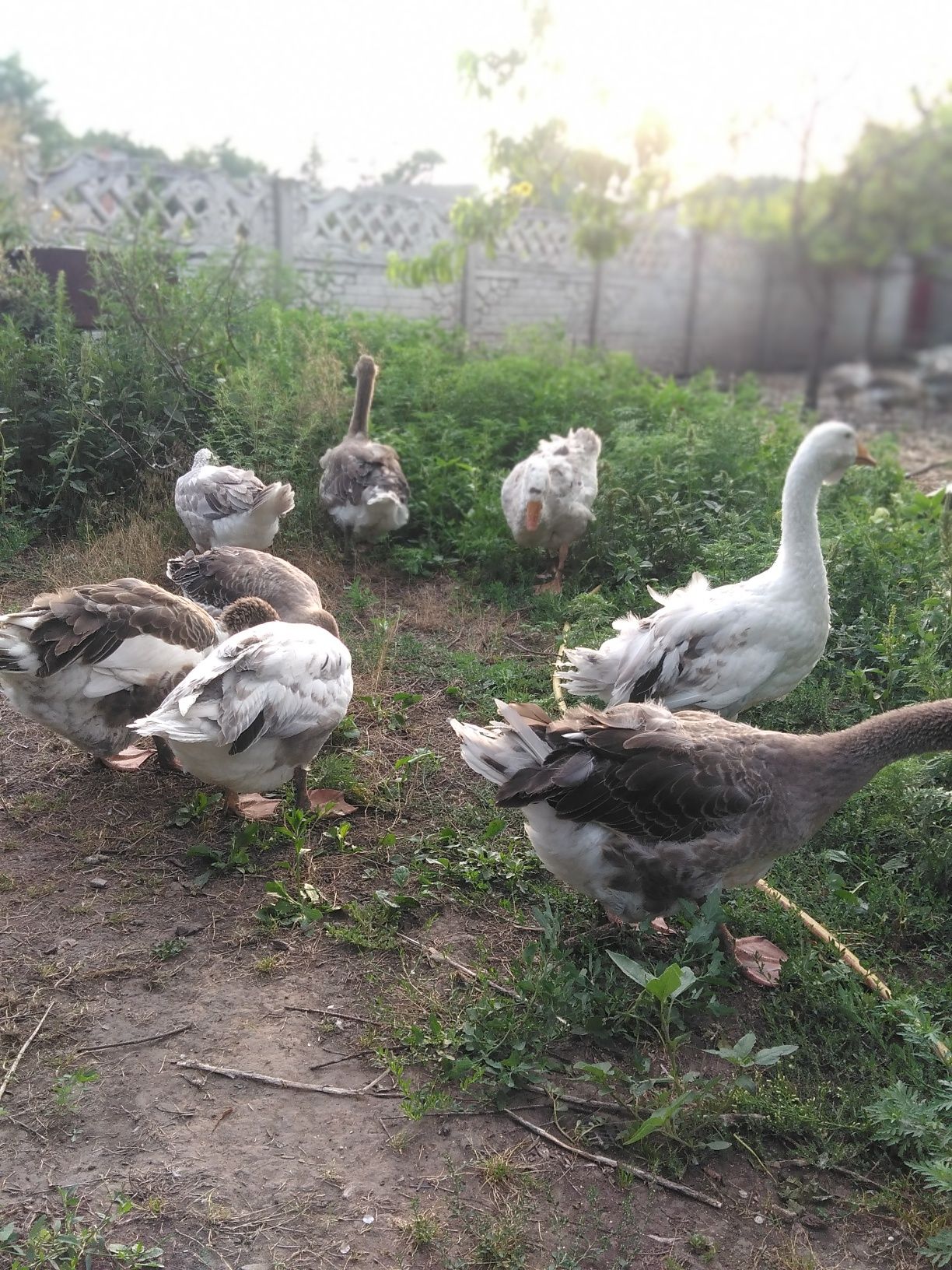 Продам гусей крупної породи.