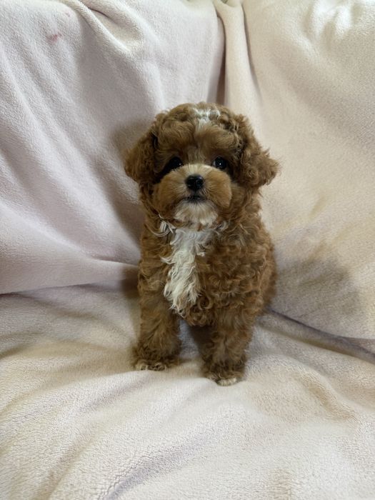 Мальтіпу міні хлопчик