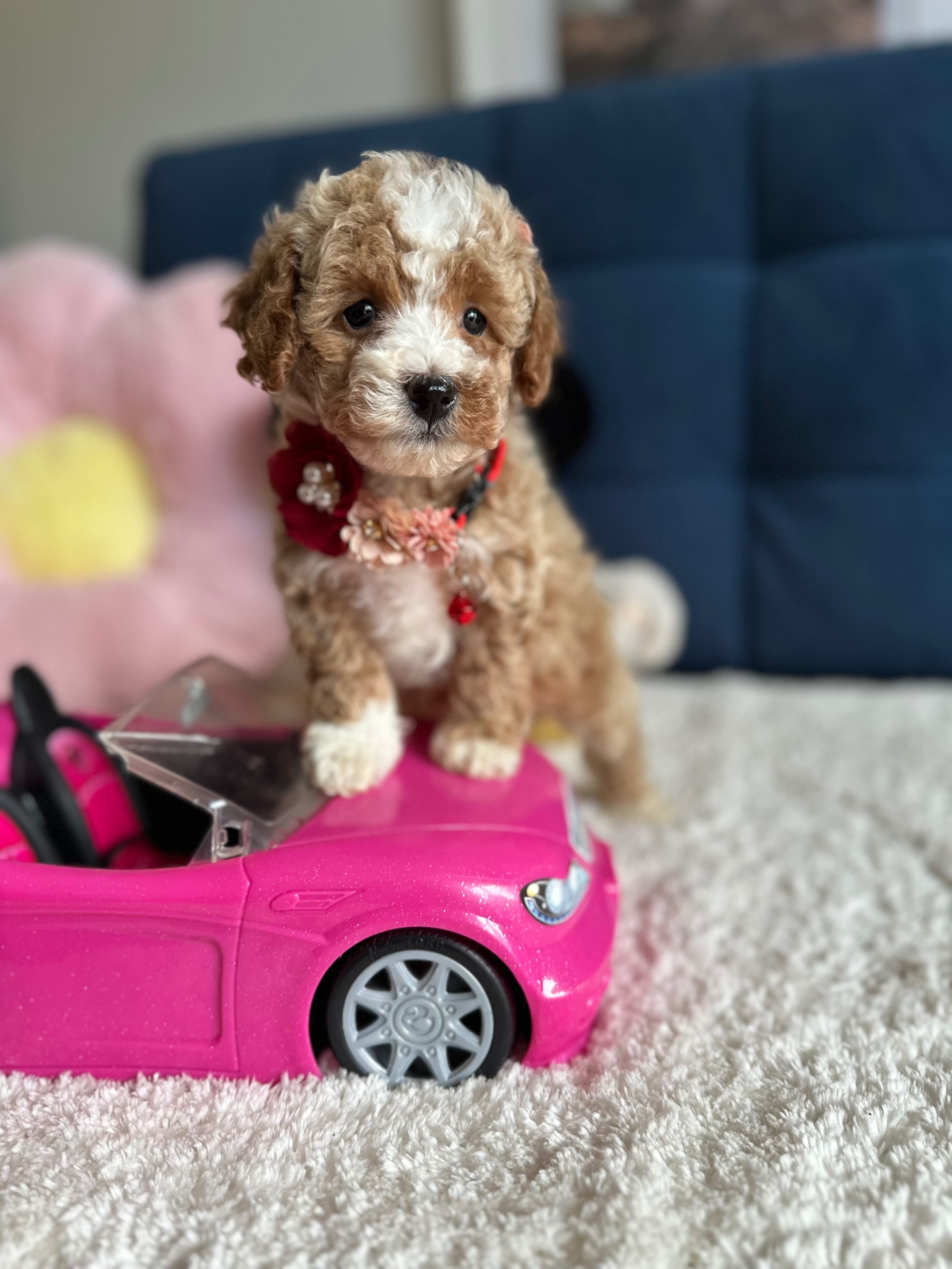 Śliczna Suczka Maltipoo!