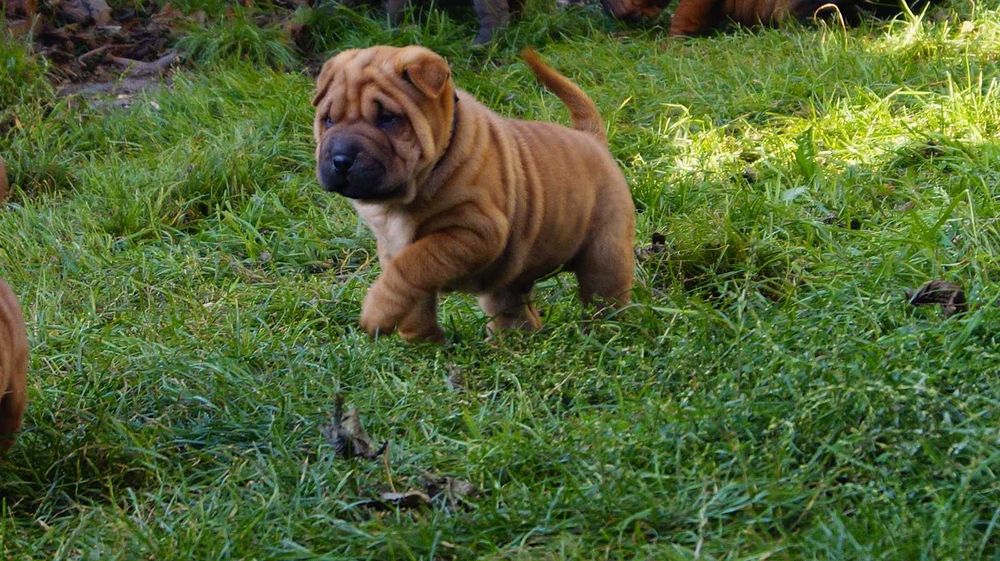 Eter rudy Shar Pei szczeniak z rodowodem, rodzice importowani FCI