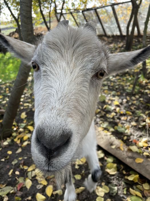 Продам  молоду козу