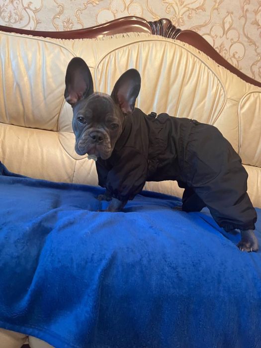 Комбінезон з капюшоном, дощовик