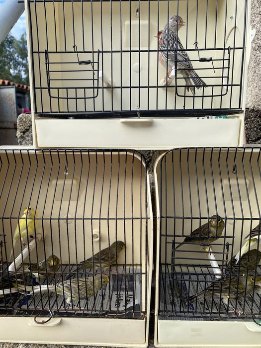 Canarios agata mosaico vermelho/ timbrados espanhol